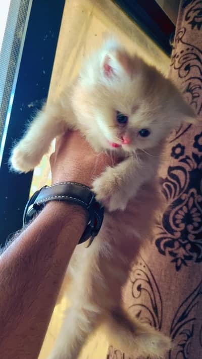 Persian kitten pair