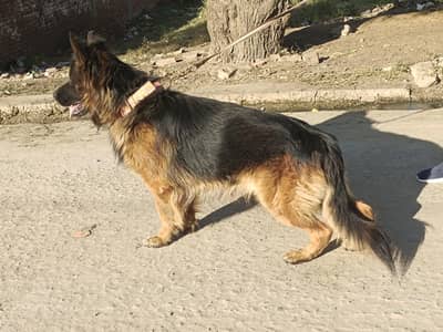 German shepherd male