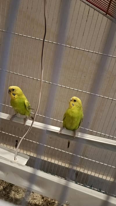 budgie