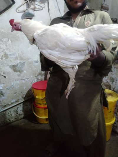 aseel pair for hen and rooster