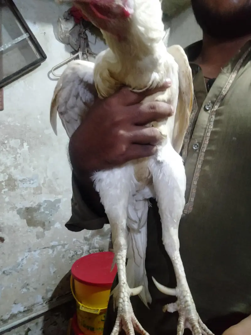 aseel pair for hen and rooster — photo 2