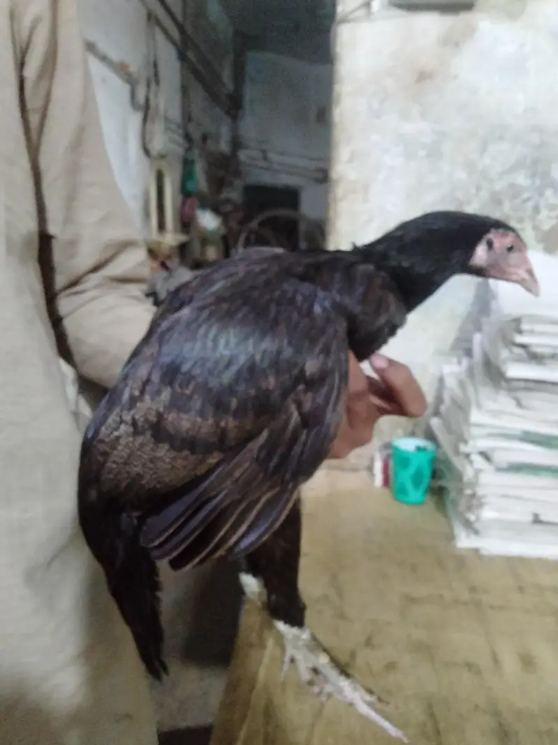 aseel pair for hen and rooster — photo 3