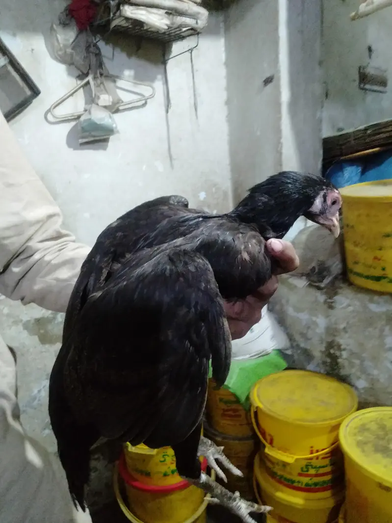 aseel pair for hen and rooster — photo 4