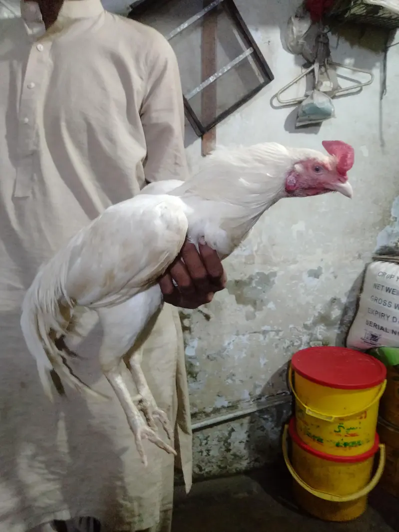 aseel pair for hen and rooster — photo 5