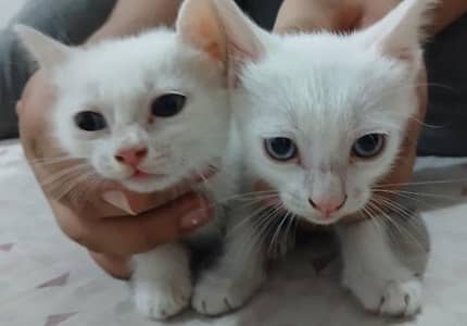 Three sibling kittens for sale healthy and active