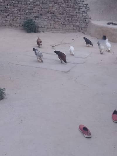 Aseel Pair  For Sale