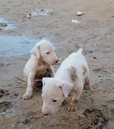 gultair top quality pair available