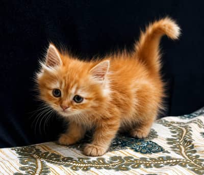 Triple coated kittens for sale