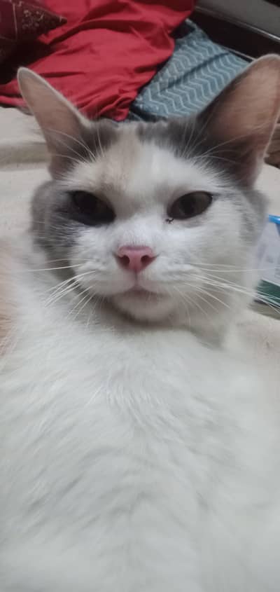 Persian cat