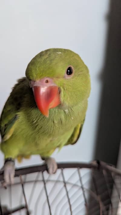 Ringneck Parrot Chicks Mithu Tota