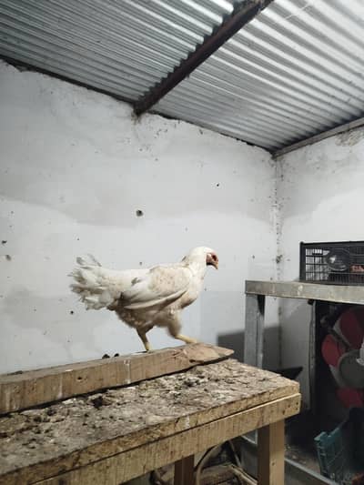 hens sale