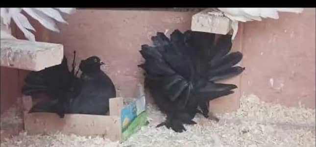 american triple tail breeder pair