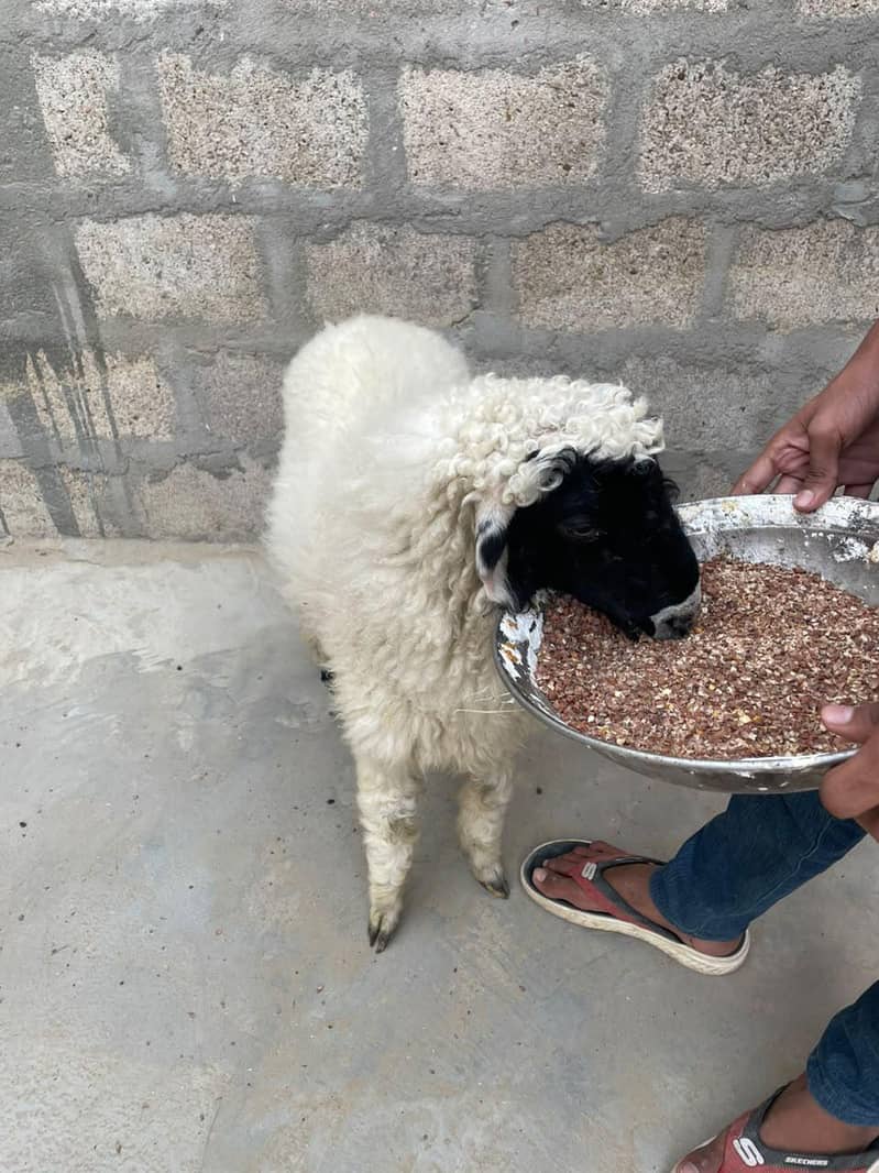 ماشاء اللہ کجلی نسل کا دنبہ برائے فروخت 1