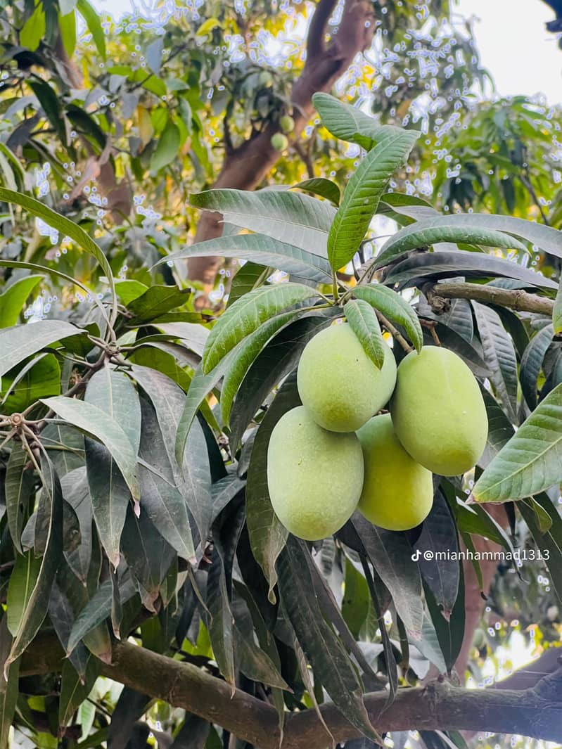 mango 1