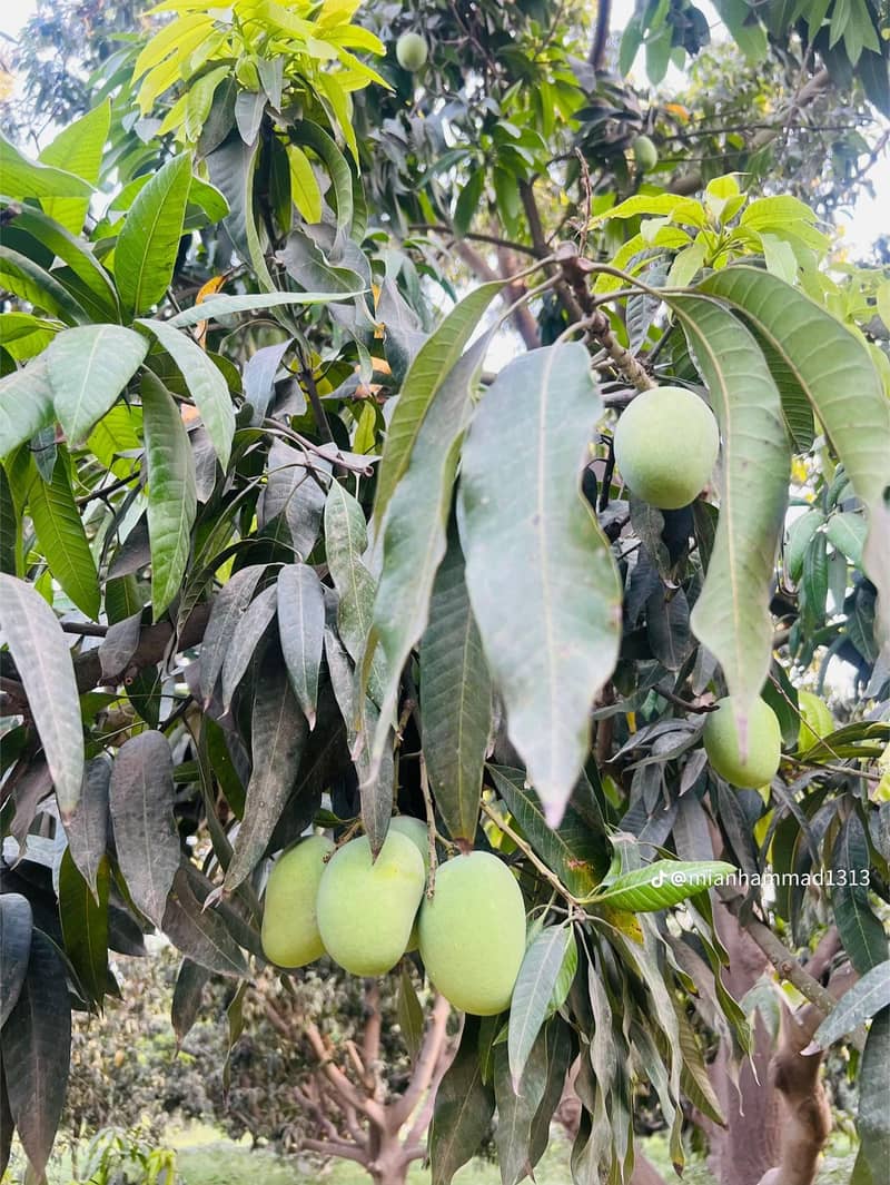 mango 2