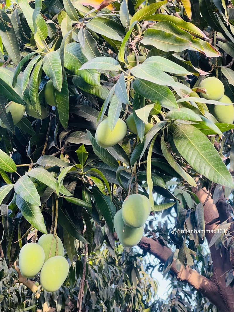 mango 3