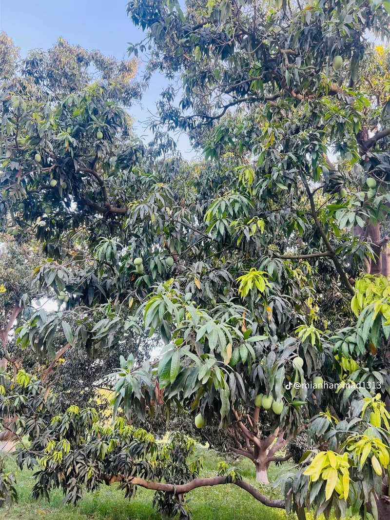 mango 4