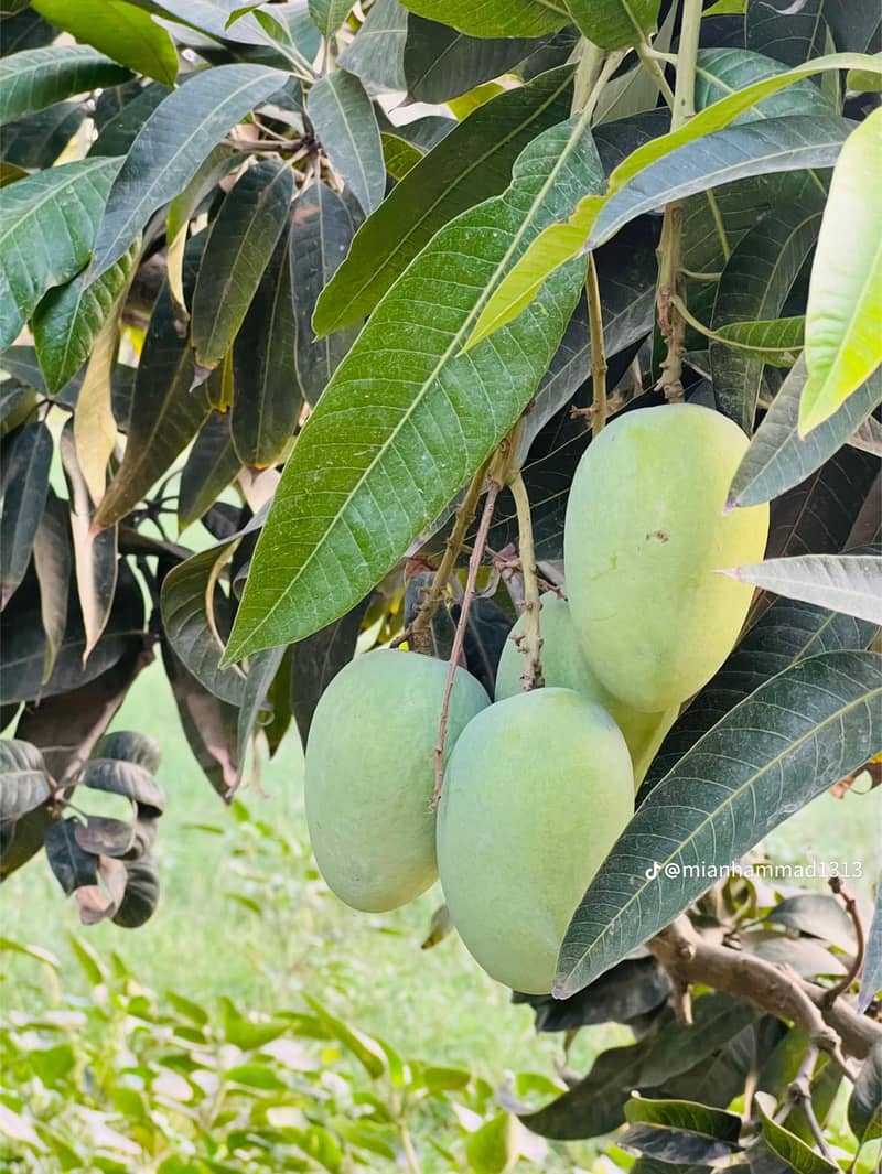 mango 5