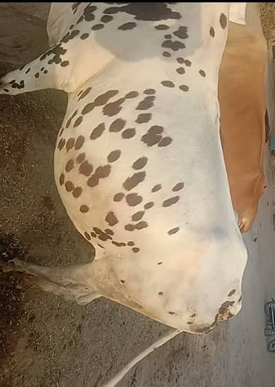 COW FOR SALE