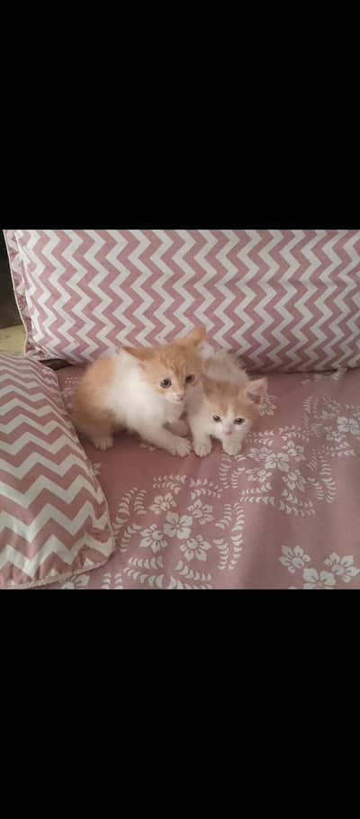 Russia cats pair