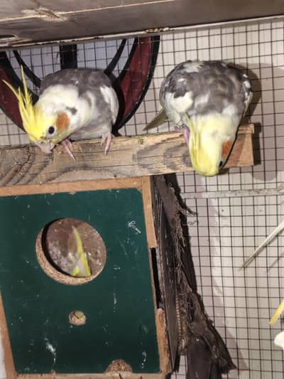 pied cockatiels , budgies