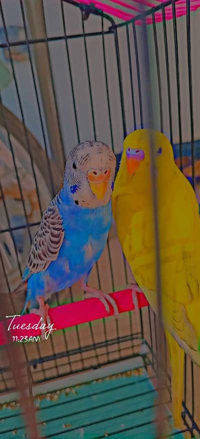 budgies pair with cage