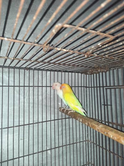Albino black eyes split red eye