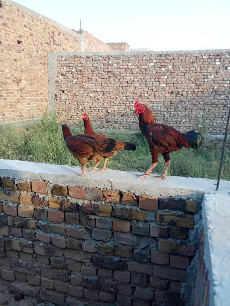 Pair Aseel 1
