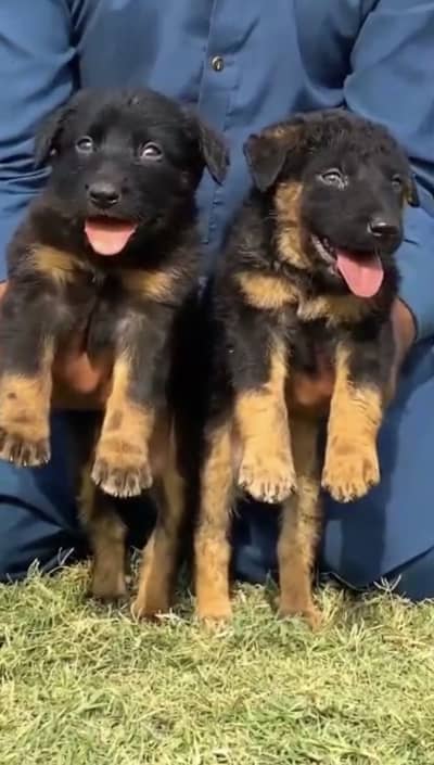 garman shaft dog puppy