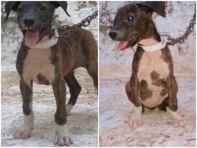 Pitbull female puppy available for sale