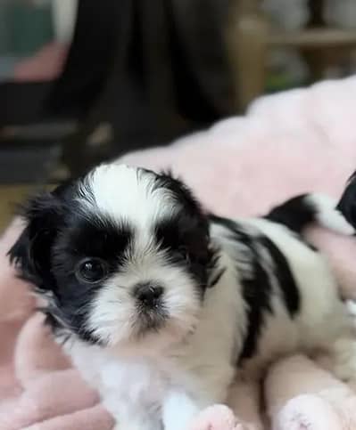 Shihtzu puppies available