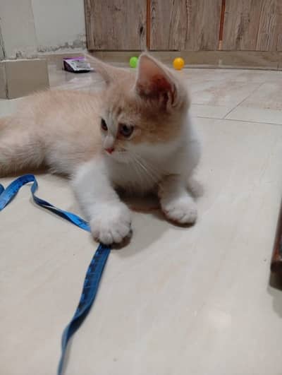 Persian Kitten