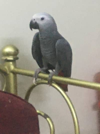 Grey Parrot Chick Jumbo size