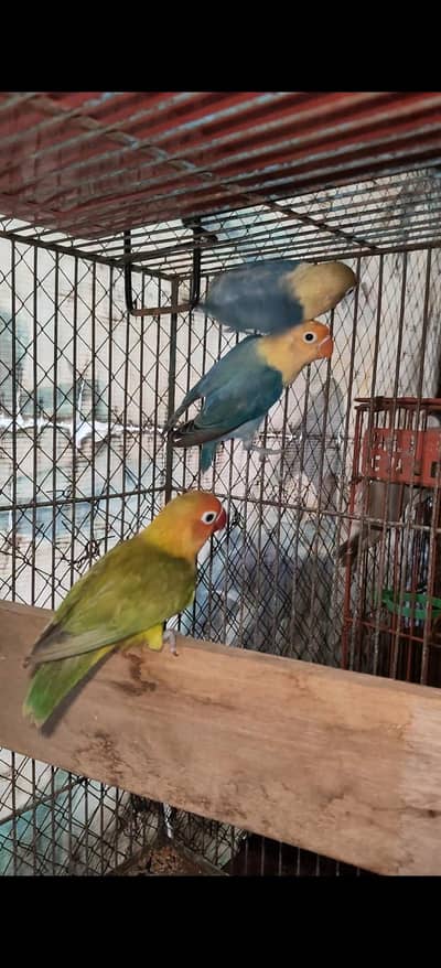 Birds And Boxes