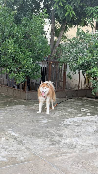 Siberian pure husky triple cote best quality provide