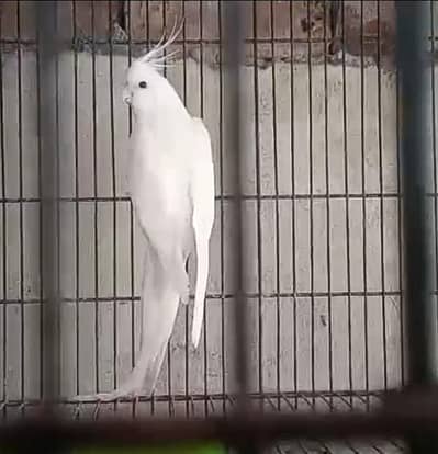 Cocktail male for sale