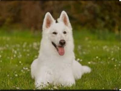 white German shepherd house breed