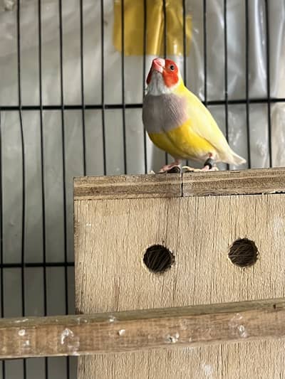 Lutino Gouldian Breedar pair