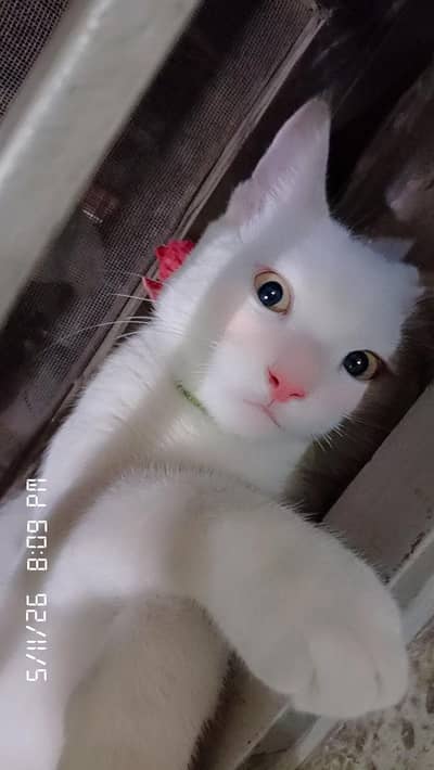 cute cat white cat