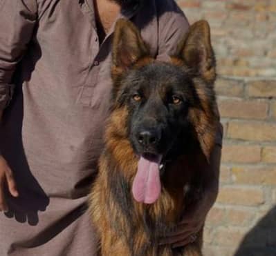 German Shepherd Long Coat Male
