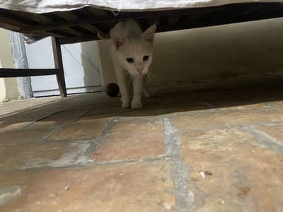 WHITE CAT FOR URGENT SALE