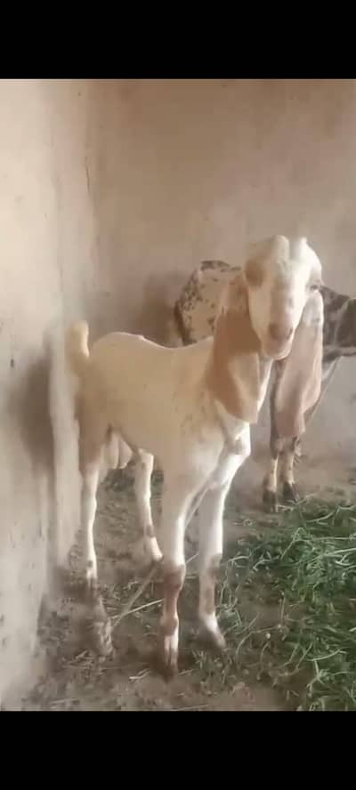 pure desi beetal goats achi nasal or strong blood line