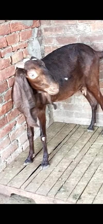 dasi bakri gaban 03098289032