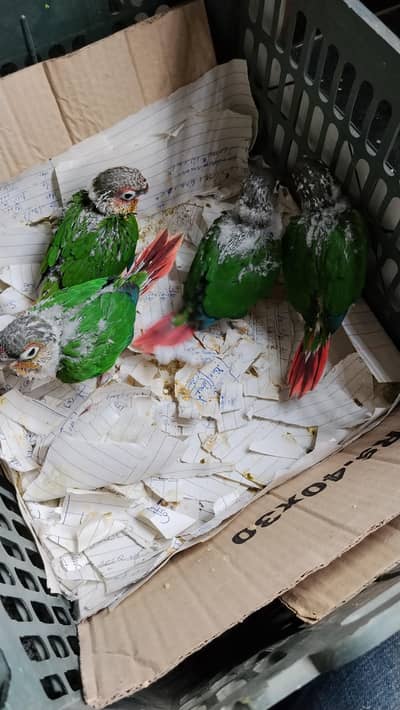 yellow sided red factor kenor chick's