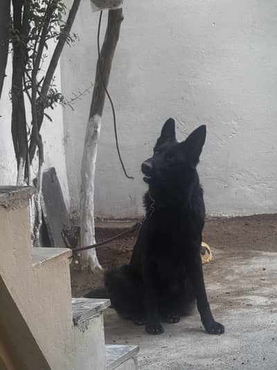 Black german shepherd double coat female