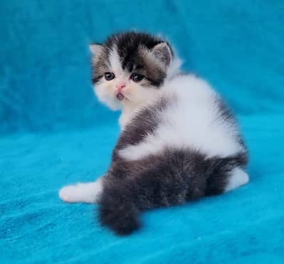 persian peke bloodline kitten