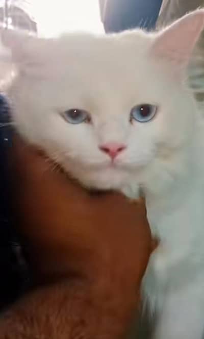 bilu eyes full triple cote dol fece male cat wshorm trnd3181833788wtsp
