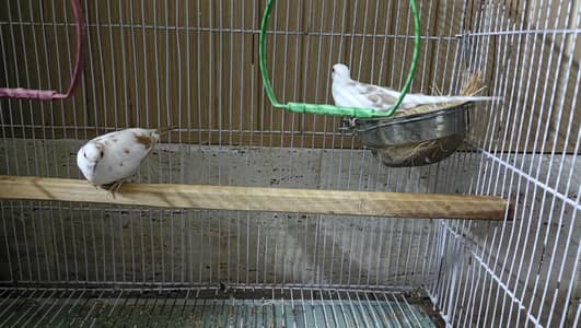Red Peid Dove With Cage