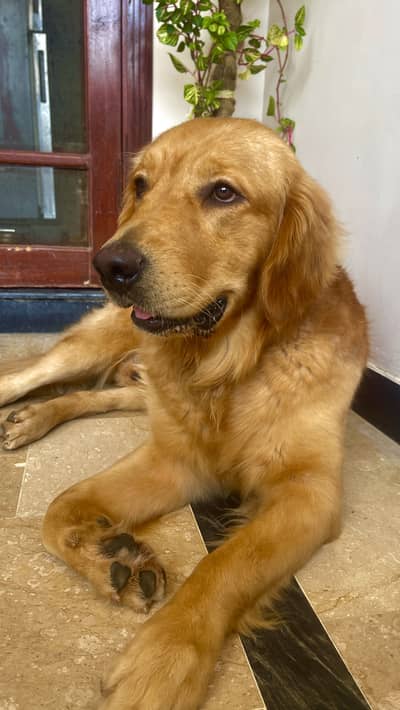 Golden retriever 1.5 year male