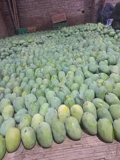 Mangoes premium quality